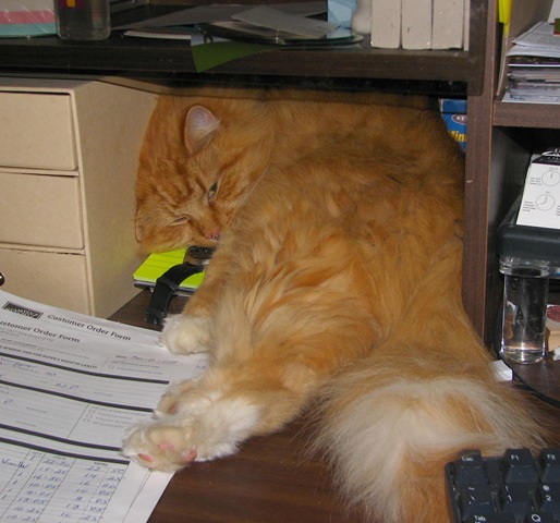 [tiger[5].jpg]